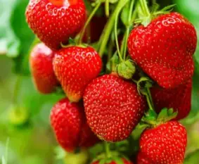 Fraises de Corrèze producteurs locaux