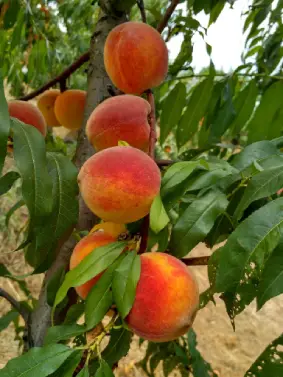 Pêches de Corrèze production éco-responsable